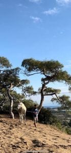 cappadocia horse riding center