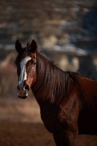 horse riding cappadocia tour guide