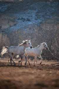 horse riding cappadocia horses