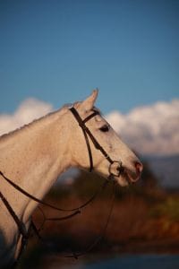sunrise horse riding cappadocia balloons