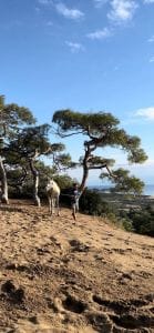 cappadocia horse ranch