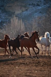 horse riding cappadocia farm