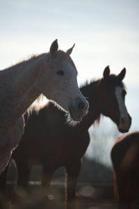 romantic sunset horse riding cappadocia