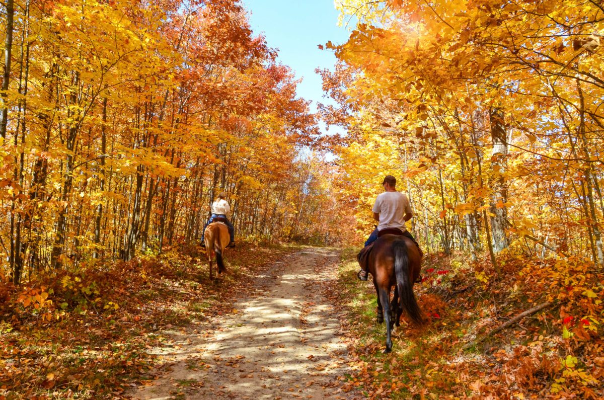 Why Horseback Riding is the Perfect Outdoor Activity for Everyone